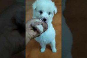 Cute puppies 😍 #trending #trending #petanimalworld #viral #ytshorts #doglover #shorts