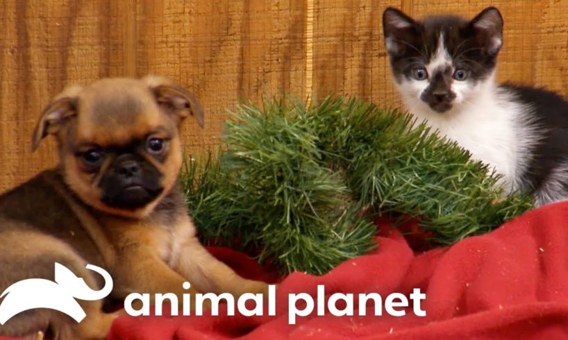 Cutest Puppy & Kitty Holiday Moments | Too Cute! | Animal Planet