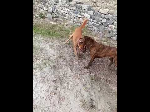 Dogs fierce fighting #viral #trending #dog #viralvideo #dangerous #adventure #best #beautiful