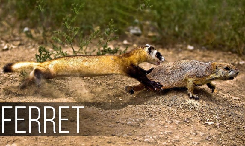 FERRET in Action! Facts about Fast and agile Ferret terrifies snakes, rabbits and squirrels