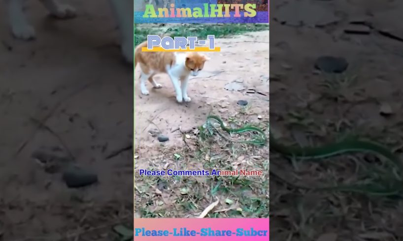 Fight #wildCat Vs #Snake  ll catfight #animal #wildlife #youtubeshorts