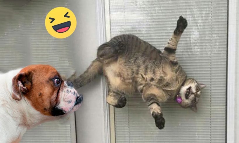 Funniest Cats And Dogs Videos 😁 - Best Funny Animal Videos 2023 🥰