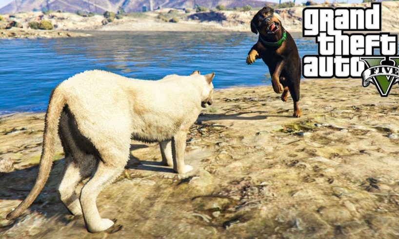 GTA V - MOUNTAIN LION VS ALL PREDATORS - ANIMAL FIGHTS!!!