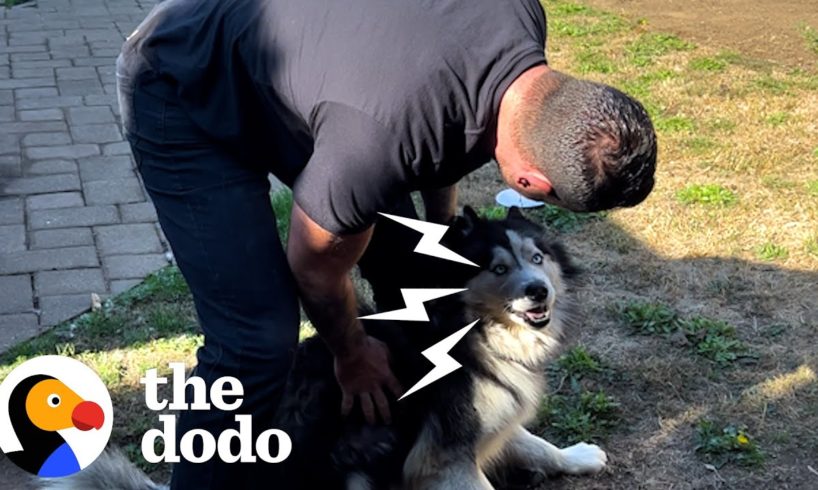 Guy Frees Husky Who’d Never Left His Own Backyard | The Dodo