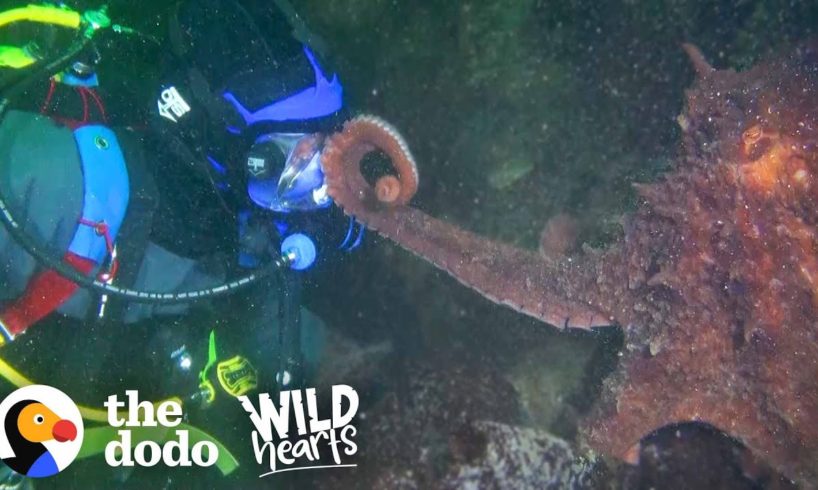 Guy Offers Hand to a Giant Octopus — You Won’t Believe How He Reacts | The Dodo Wild Hearts