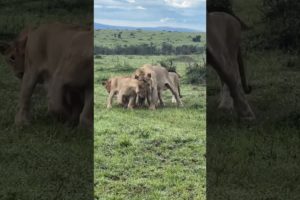 Happy family olonkera playing with siblings enjoying excellent weather #wildlife #animals