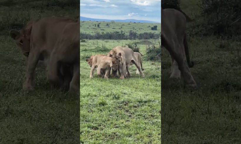 Happy family olonkera playing with siblings enjoying excellent weather #wildlife #animals