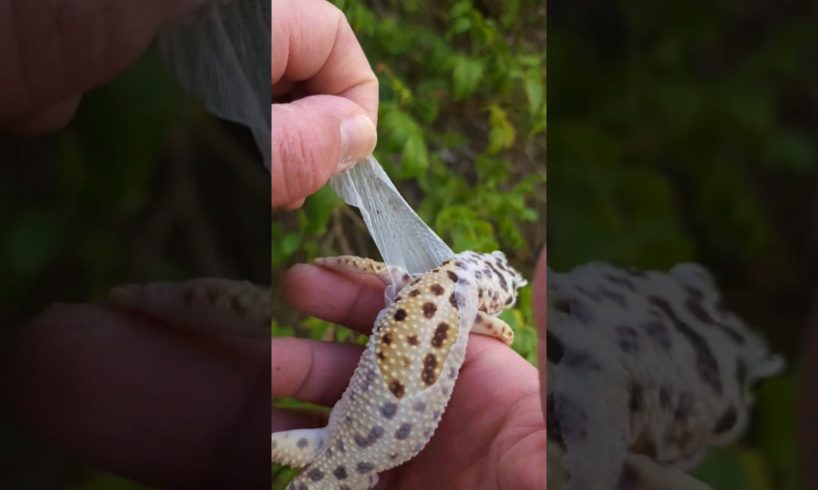 Helping your Leopard Gecko shed 🌞