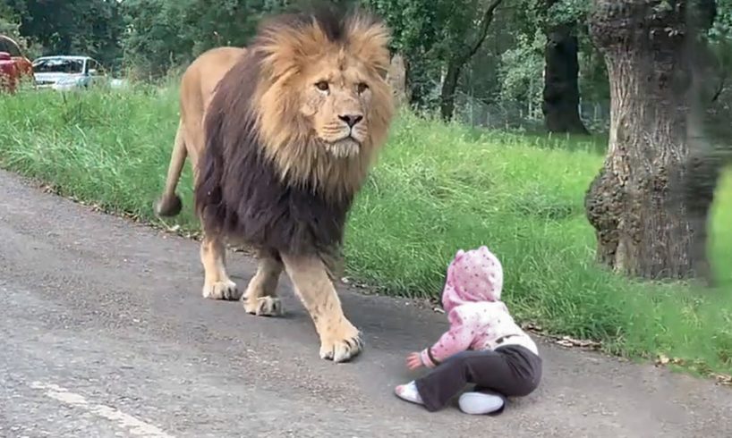 How Does a Lion Treat a Baby?