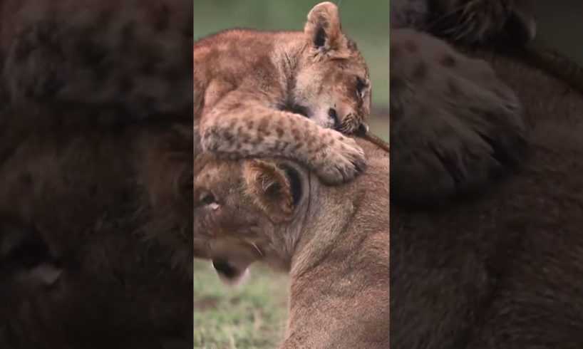 Lion Cubs Playing #lionbabies #animals #lioncubs #lionslife