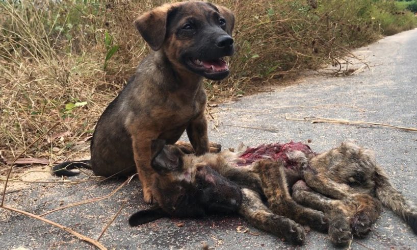 Little dog praying for help from a stranger to save his friend in a traffic accident