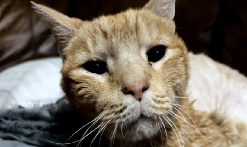 Lonely elderly cat finally gets the life he deserves