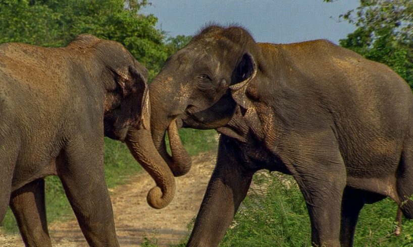 Male Elephants Fight for Dominance! | BBC Earth