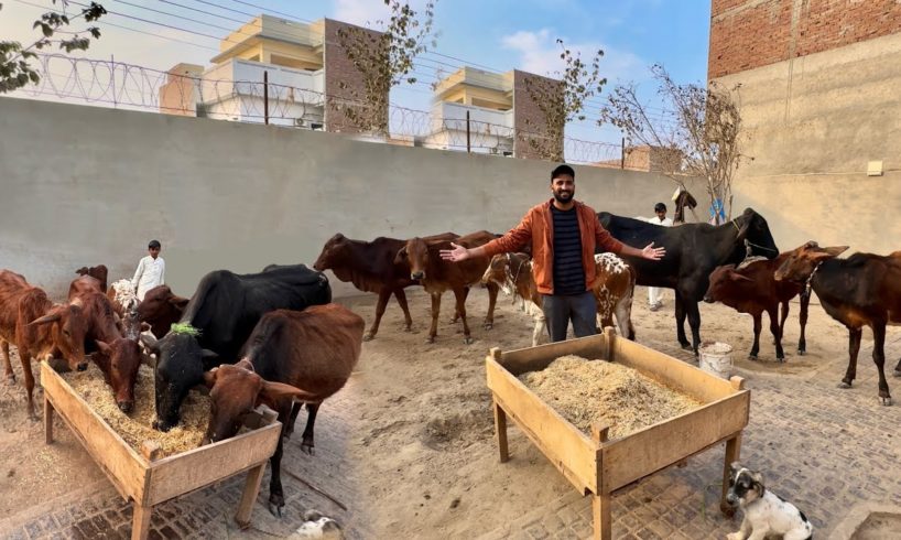 Mini zoo Main Bht Sari Cows Agae😍