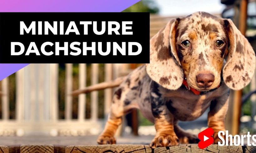 Miniature Dachshund 🐶 One Of The Smallest Dog Breeds In The World #shorts