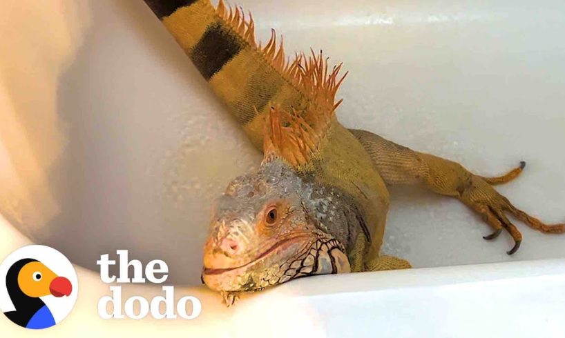 Needy Iguana Demands Dad's Attention 24/7 | The Dodo