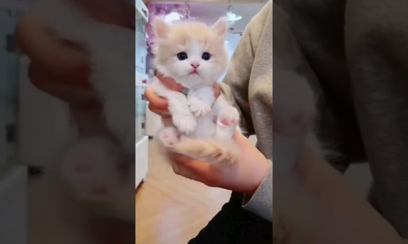 Omg little so cute kitten 🤩😺 #shorts