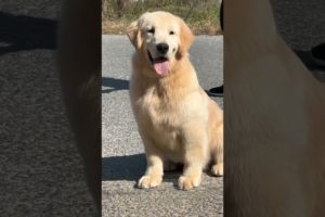 Opps, I 💨 again 😅 #dog #goldenretriever #shorts