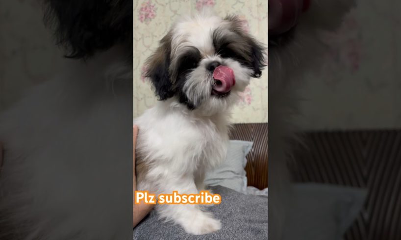 Oreo the cutest puppy ever #oreothedog #crazyoreo #doglover #puppy #viral #shorts #yt #shihtzu #dog