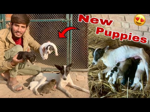 Pet House Main Female Dog Ky Sat Bhot Sary Cute Puppies Aa Gy😍