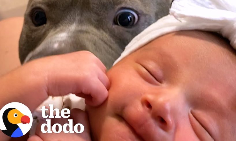 Pittie Does The Sweetest Thing When His Baby Sister Cries | The Dodo Pittie Nation