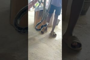 Play with a Snake 🐍 #snake #youtubeshorts #bigsnake #snakevideo #animal #shorts #viralshort #viral