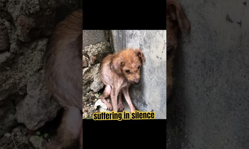 😭Poor Dog rescue #dog #dogs  #shorts #youtubeshorts #animals #viral #tiktok #rescue #pets