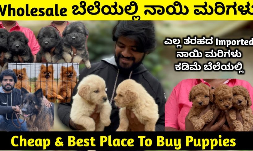 Quality Puppies For Sale In Bangalore | Imported Puppies For Sale At Best Price