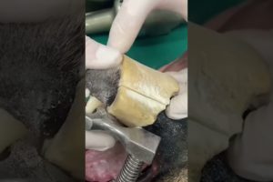 Removing a Bone Stuck on a Dog's Jaw 🦴🐶