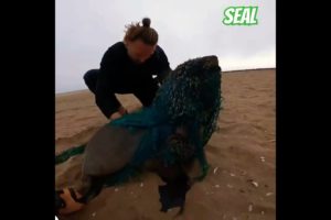 Rescue a small seal child who has completely fallen into a fishing net #oceanpollutionawareness