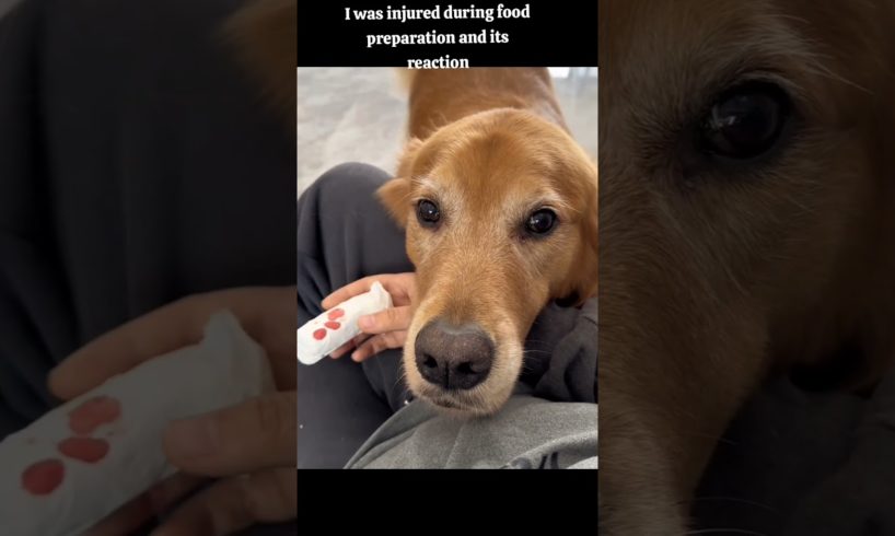 Sorry mom 😢Cuz of me #dog #cutevideos #dogfun #goldenretrieverlove #dogloversoftiktok  #foryou #cute