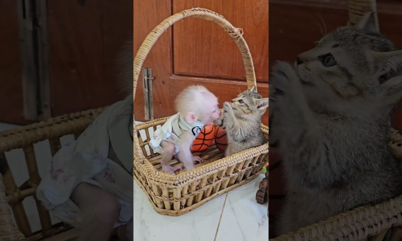 The Joy of Play with MoMo Kitten and Tiny Jack's Unforgettable Friendship #monkey #animal #anime