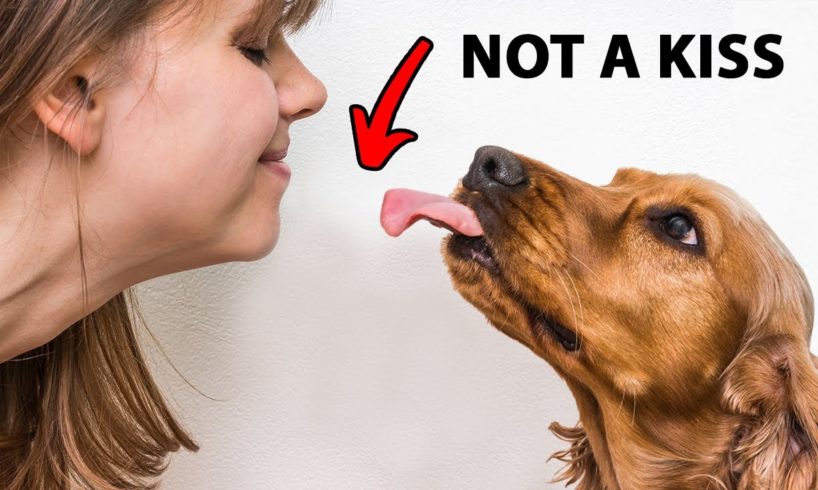 The Real Reason Dogs Lick You Is Disgusting