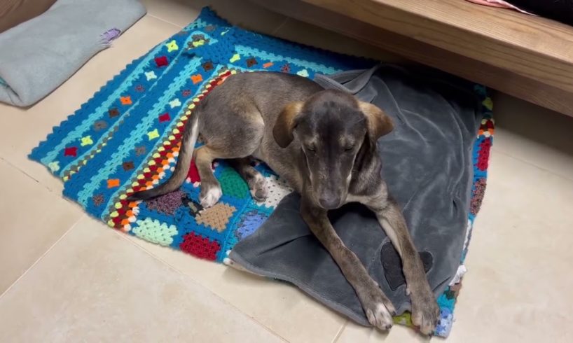 The boy that was abandoned is safe in the shelter - Takis Shelter