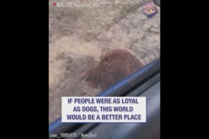 The dog waits for his owner outside every day, no matter the weather