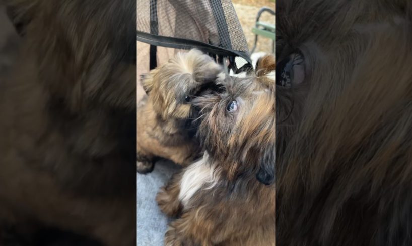 The two cutest Puppies kissing 😘 #shihtzu #dog #shihtzulover #smalldogbreed #puppy #dogbreeds