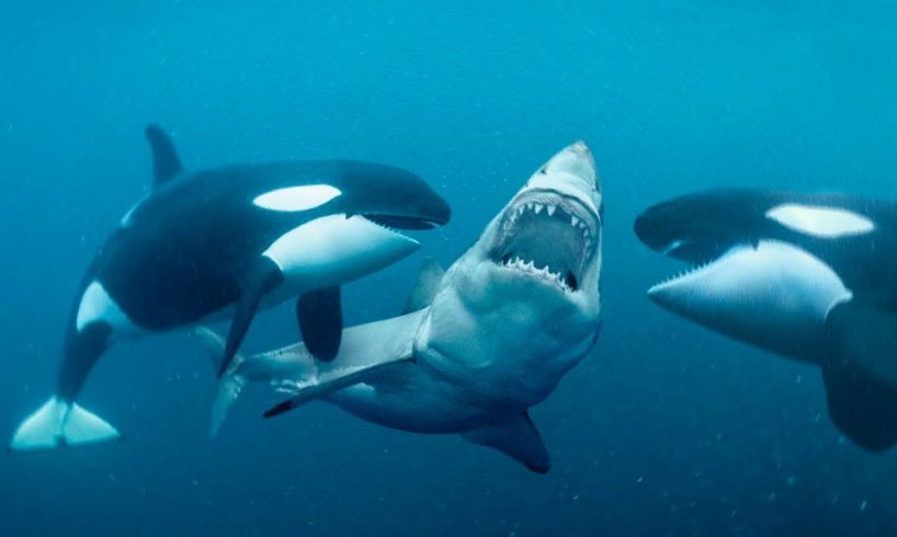 This Is Why Orcas Are Called Killer Whales