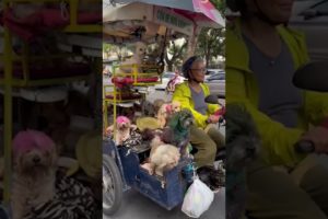 This lady has 12 Dogs on 1 Cart! 😂 (🎥: Viralhog)  #furrytails