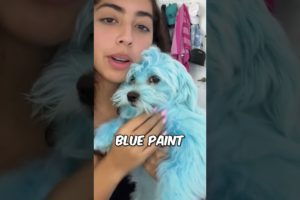 This turned her dogs blue by accident 🫢