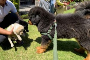 Tibetan mastiff puppy is excited to play with cute puppies | Best dog kennel in Haldwani