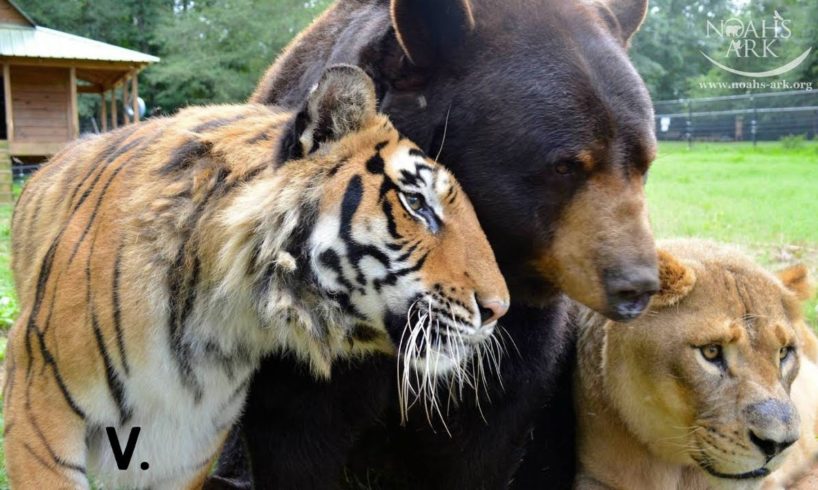 Tiger, Bear and Lion Live Together As Friends - Best of "The BLT" Trio