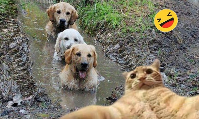 Try Not To Laugh Dogs And Cats 😁 - Best Funniest Animals Video 2023