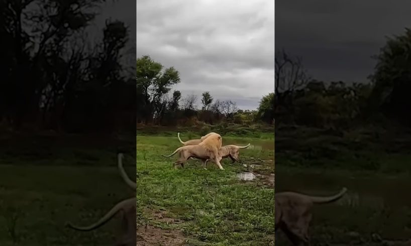 Two male lion fights a lioness