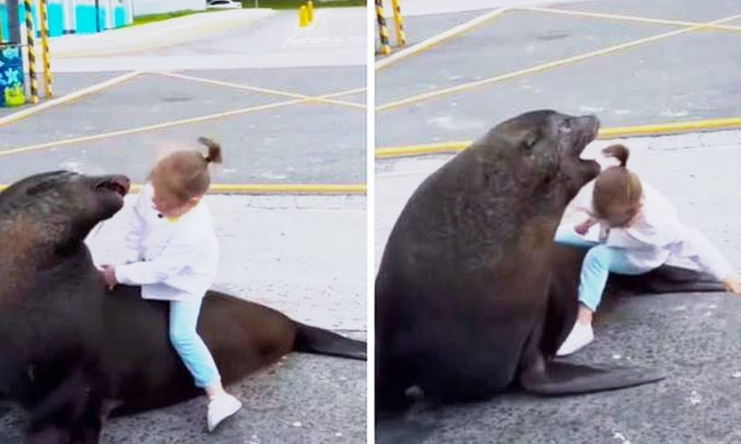 Unbelievable Encounters: Sea Lion Launches Itself on a Paddleboarder!"