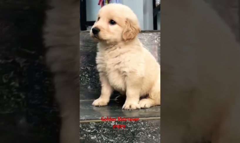 Unleash Your Love for Golden Retrievers with the Cutest Puppy Ever