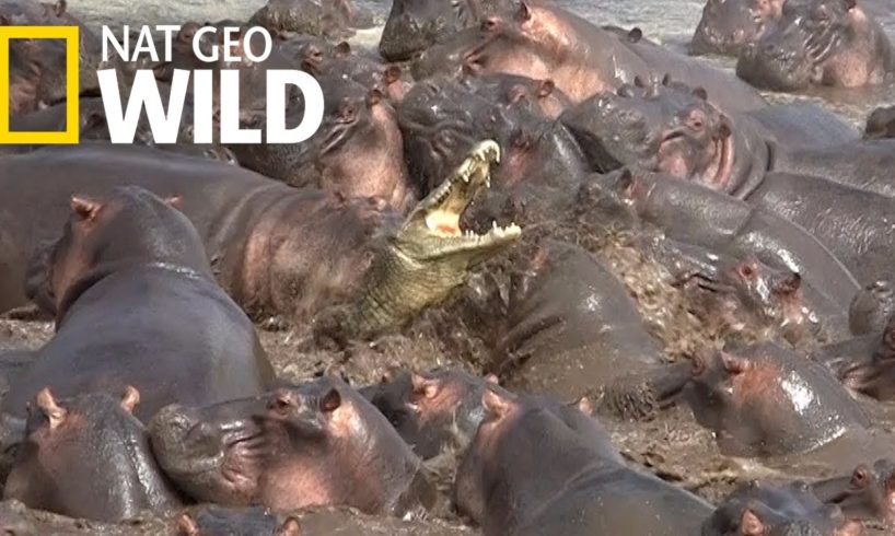 Watch What Happens When a Crocodile Walks Into a Herd of Hippos | Nat Geo Wild