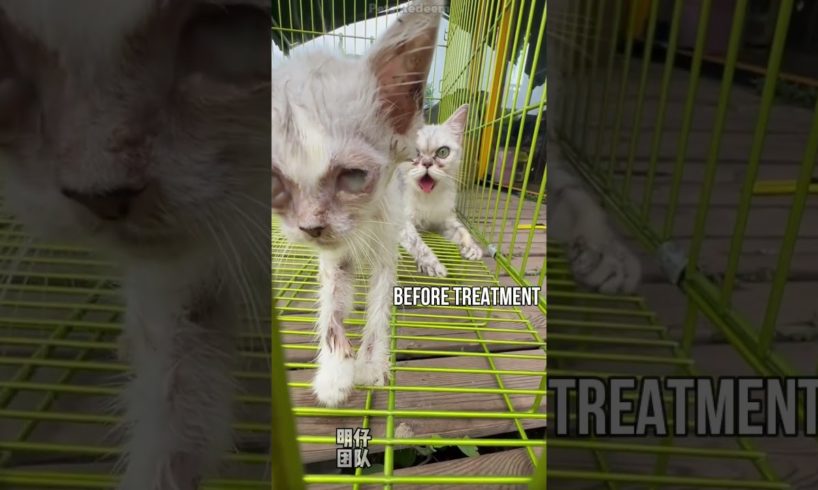 We treated a kitty in 5 weeks #petrescue #petrescuesaga #catrescue #shorts