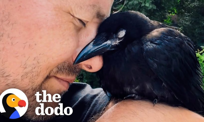 Wild Crow Has Coffee With His Rescuer Every Day | The Dodo Wild Hearts