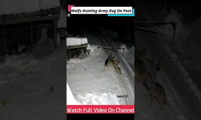 Wolfs Killing Army Dogs On Check Post 😭😭#animals #shorts #attacks #fights #wolf