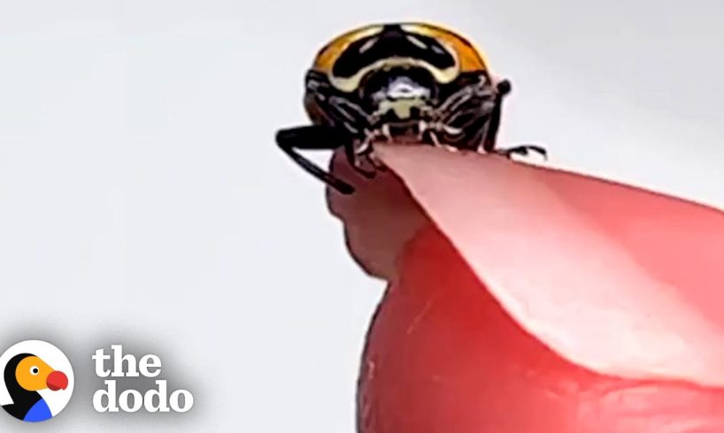 Woman Finds a Ladybug At The Grocery Store and Ends Up Saving Her Life | The Dodo